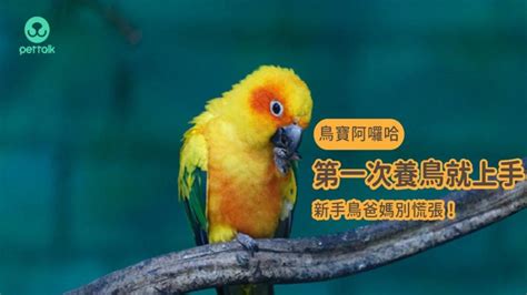 適合養在家裡的鳥|【鳥寶阿囉哈】第一次養鳥就上手，新手鳥爸媽別慌。